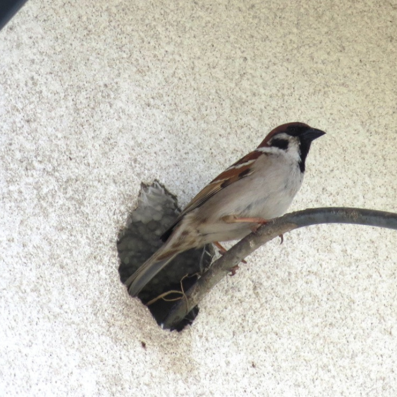 Opinie ornitologiczne kielce