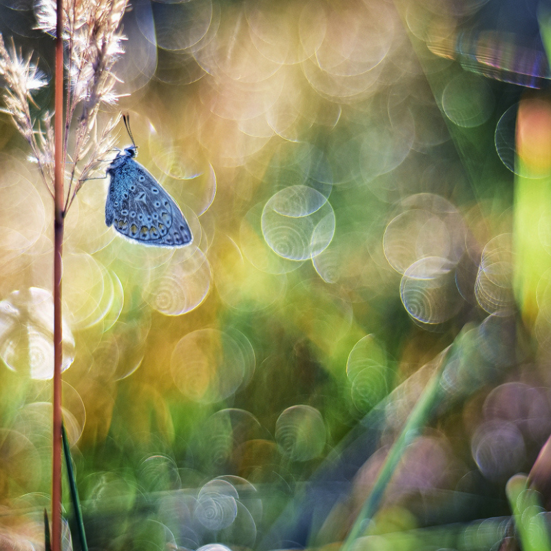 ornitolog kielce i okolice