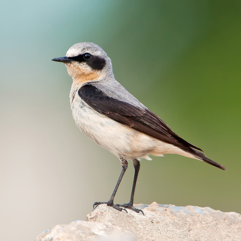 ornitolog kielce województwie świętokrzyskim