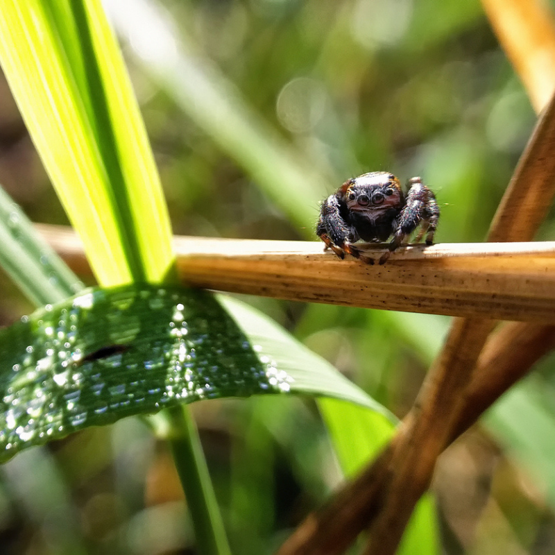lokalne usługi ornitologiczne oraz przyrodnicze na terenie wojewódźtwa świętokrzyskiego